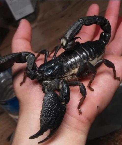 Aziatische bosschorpioenen beschikbaar, hanteerbaar., Dieren en Toebehoren, Insecten en Spinnen