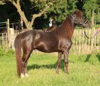 Te koop super gave mini paardje ruin, Ruin, M, Gechipt