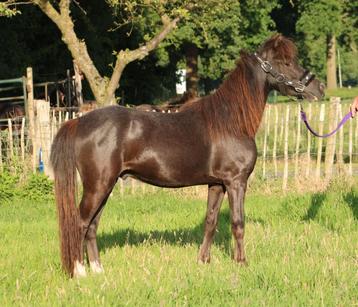 Te koop super gave mini paardje ruin  beschikbaar voor biedingen