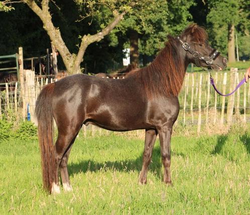 Te koop super gave mini paardje ruin, Dieren en Toebehoren, Pony's, Ruin, M, Gechipt