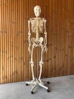 Anatomisch skelet levensgroot practicum, Ophalen, Zo goed als nieuw
