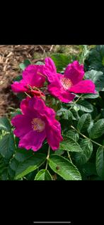 Roses comestible, Jardin & Terrasse, Plantes | Arbustes & Haies, Haie