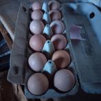 Broedeieren raszuiver Mechelse koekoek, Dieren en Toebehoren, Pluimvee