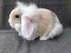 3 handtamme zindelijkheid dwerghangoortjes, Dieren en Toebehoren, Konijnen, Klein, Hangoor, 0 tot 2 jaar