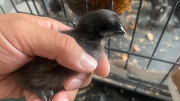 Ayam cemani beschikbaar voor biedingen