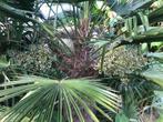 Verse zaden Trachycarpus Fortuneii x Wagnerianus, Tuin en Terras, Ophalen of Verzenden, Gehele jaar, Zaad