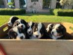 Berner Sennen pups  met stamboom, België, Fokker | Hobbymatig, CDV (hondenziekte), Meerdere