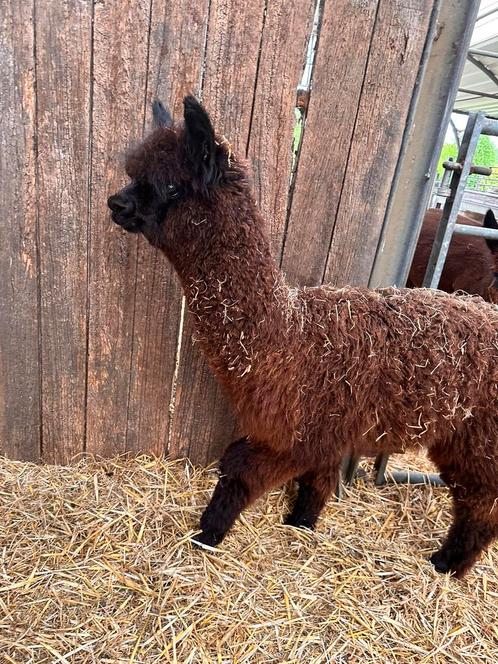 Alpaca merrie 2024, Dieren en Toebehoren, Overige Dieren, Vrouwelijk