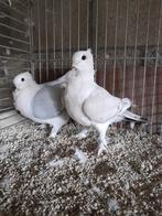 Oud-Oosterse Meeuwen., Dieren en Toebehoren, Vogels | Duiven
