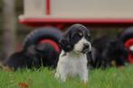 Engelse Cocker Spaniel pups- Belgisch Cocker Fokker, België, CDV (hondenziekte), 8 tot 15 weken, Meerdere