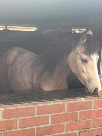 Prachtige valk merrie D-pony, Dieren en Toebehoren, Merrie