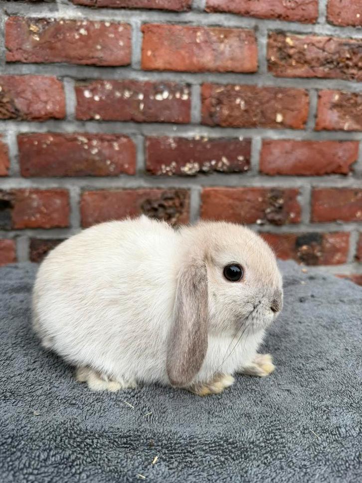 Minilop ram, Dieren en Toebehoren, Konijnen