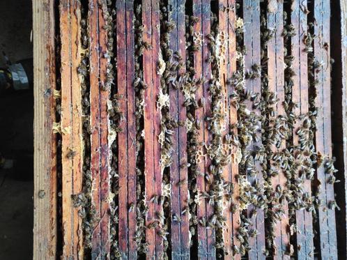 bijenvolk (+kast), Dieren en Toebehoren, Insecten en Spinnen, Bijen