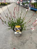 Gaura whirling butterflies potmaat 17cm, Tuin en Terras, Planten | Tuinplanten, Ophalen, Zomer, Vaste plant, Volle zon