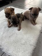 Chihuahua pups te koop, Dieren en Toebehoren, Honden | Chihuahua's en Gezelschapshonden, België, Particulier, 8 tot 15 weken, Meerdere
