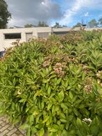 Hortensia’s, Tuin en Terras, Ophalen, Hortensia