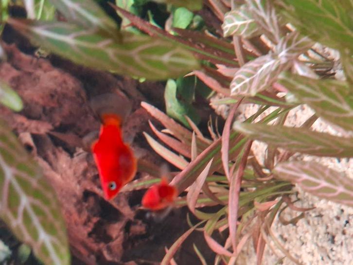 Platy’s te koop, Dieren en Toebehoren, Vissen | Aquariumvissen