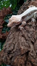Wimpergekko vrouw LW
