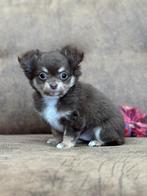 Chihuahua pup reutje, Dieren en Toebehoren, België, Fokker | Hobbymatig, CDV (hondenziekte), 8 tot 15 weken