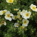 Potentille arbustive à fleurs jaune pâle - pot 30 cm, Jardin & Terrasse, Plantes | Arbustes & Haies, Moins de 100 cm, Enlèvement