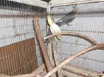 Callipsite-trio, Dieren en Toebehoren, Vogels | Parkieten en Papegaaien