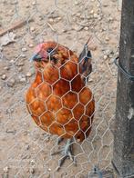 Antwerpse baardkrielen 2025: 3 haantjes, Poule ou poulet