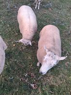 Overjarige bok, Dieren en Toebehoren, Schapen, Geiten en Varkens