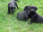 goldador pups zwart, Dieren en Toebehoren, België, Overige rassen, CDV (hondenziekte), 8 tot 15 weken