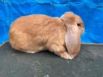 Franse hangoor ram, Dieren en Toebehoren, Mannelijk, Groot, Hangoor, 0 tot 2 jaar