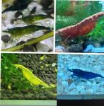 Ik zoek Garnaaltjes, Animaux & Accessoires, Poissons | Poissons d'aquarium