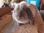Franse hangoor, Mannelijk, Groot, Hangoor, 0 tot 2 jaar