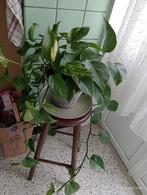Grande plante verte intérieur pothos scindapsus, Ombre partielle, En pot, Plante verte, Enlèvement