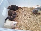 Ratten, Dieren en Toebehoren, Mannelijk, Rat, Tam
