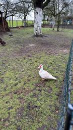 Barbarie hennen, Dieren en Toebehoren, Pluimvee