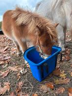 Shetlander hengstje (mag van moeder weg ) zoekt 4-ever huis, Dieren en Toebehoren, Pony's, Hengst, Onbeleerd, Ontwormd, 0 tot 2 jaar