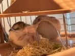 Roborovski Dwarf hamsters, Dieren en Toebehoren, Knaagdieren, April, Vrouwelijk, Hamster