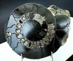 Black fossile big ammonite 30cm+family rare speetoniceras, Collections, Minéraux & Fossiles, Envoi, Fossile