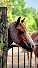 Halve stal gezocht, Dieren en Toebehoren, Pony's