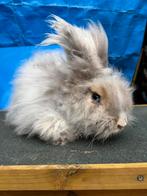Angora ram 1,5 jaar ingeënt, Mannelijk, Middelgroot, 0 tot 2 jaar