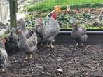 Broedeieren Amrock, Dieren en Toebehoren