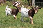 Mini-dwerggeitje mieke, Dieren en Toebehoren, Schapen, Geiten en Varkens, Vrouwelijk, Geit, 0 tot 2 jaar