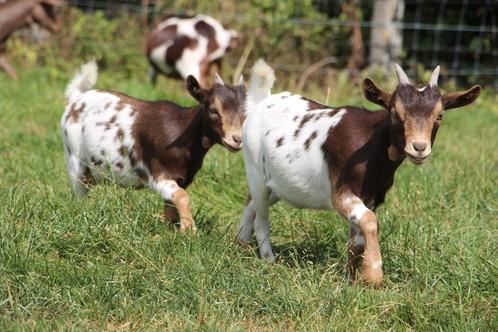 Mini-dwerggeitje mieke, Dieren en Toebehoren, Schapen, Geiten en Varkens, Geit, Vrouwelijk, 0 tot 2 jaar