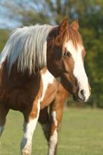 Prachtige paint broertjes zoeken stalletje, Dieren en Toebehoren, Paarden, Merrie