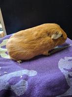 Gladhaar rood beertje, Dieren en Toebehoren, Knaagdieren, Cavia, Februari, Mannelijk, Tam