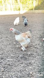 Brahma kippen, Dieren en Toebehoren, Pluimvee, Meerdere dieren, Kip