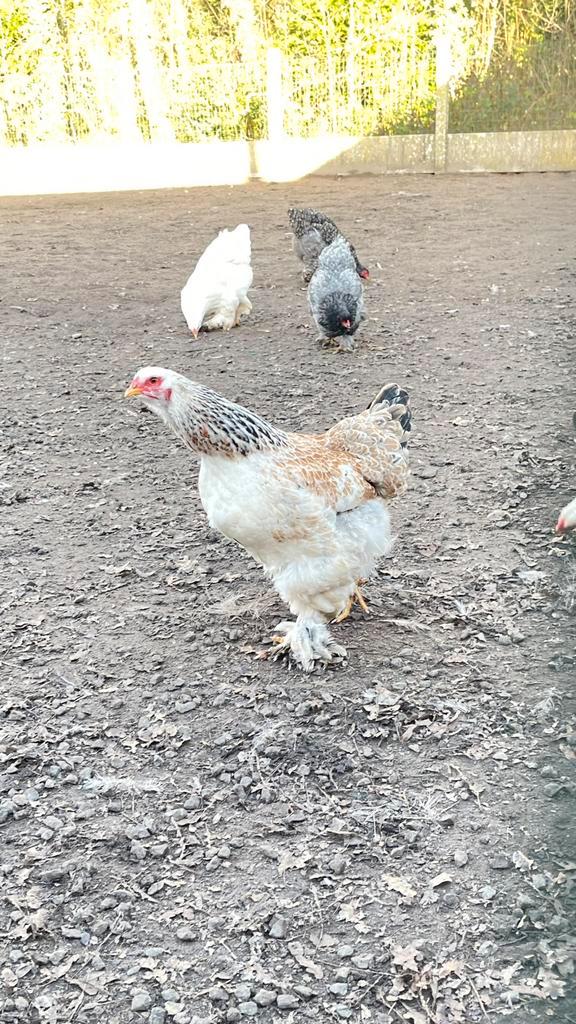 Brahma kippen, Dieren en Toebehoren, Pluimvee, Kip, Meerdere dieren
