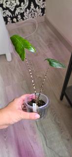 Alocasia zebrina, Ophalen