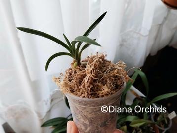 Orchidée Neofinetia falcata, Enlèvement ou Envoi