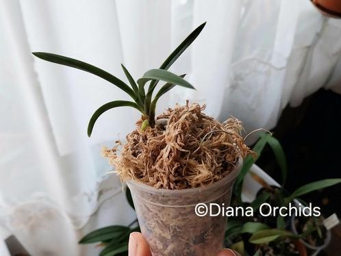 Japanse Orchidee Neofinetia falcata * Botanische soort, Huis en Inrichting, Kamerplanten, Ophalen of Verzenden