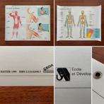 Affiche Scolaire CEDA / HATIER « Muscle / Squelette » (1989), Enlèvement ou Envoi